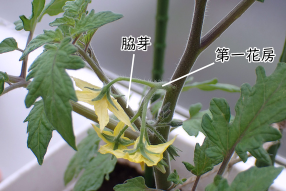 ミニトマト定植