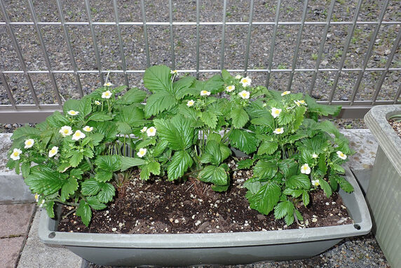 ワイルドストロベリーの花が咲く