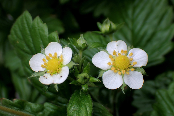 ワイルドストロベリーの花が咲く