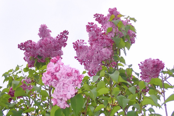 ライラック開花