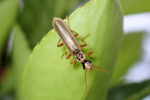 体長1cmウスイロクビボソジョウカイ