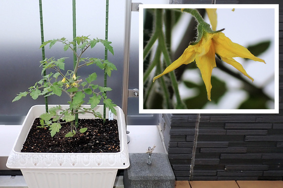 葉野菜の芽に土寄せを実施