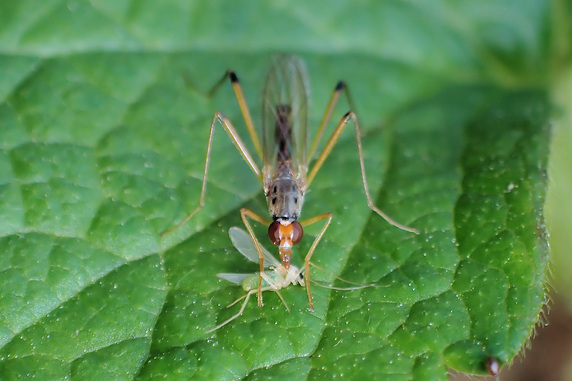 有翅型アブラムシの体液を吸うキアシアシナガヤセバエ
