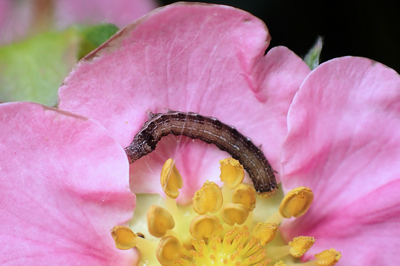 イチゴの花に何かいた