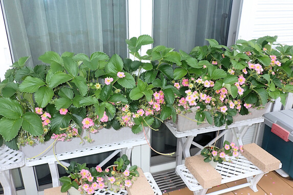イチゴの花に何かいた