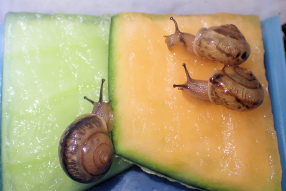 カタツムリにメロンあげた