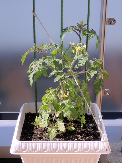 ベランダ菜園実況～ミニトマトあまぷる