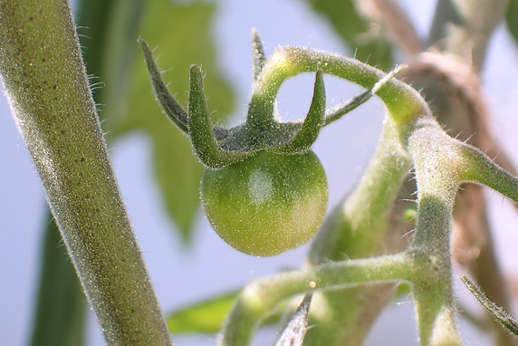 ベランダ菜園実況～ミニトマトあまぷる