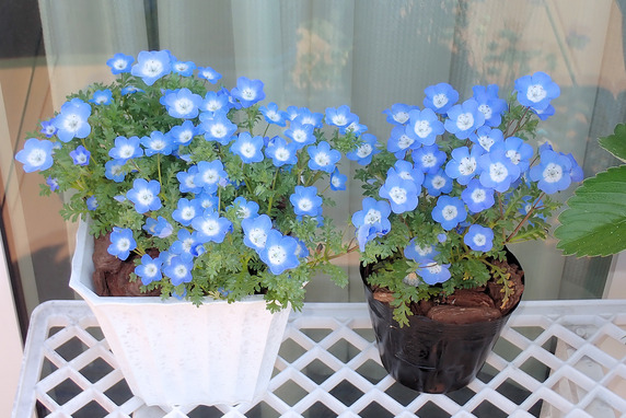 ベランダ菜園実況～配置換え編