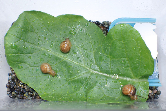収穫した葉大根をカタツムリにもあげた