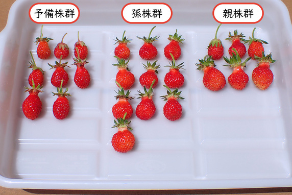 【収穫】四季なりイチゴ【24個】