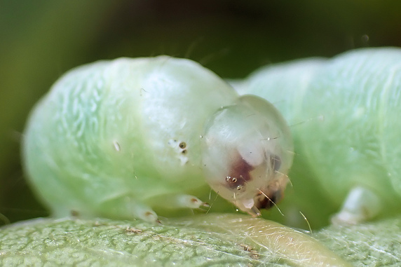 脱皮直前のキリガ系の幼虫