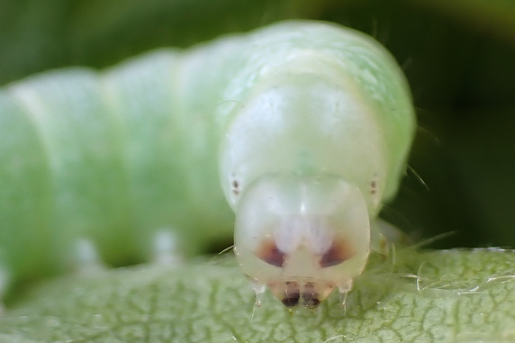脱皮直前のキリガ系の幼虫